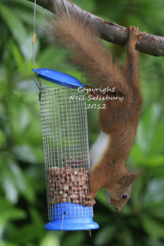 Red Squirrel photography by Betty Fold Gallery Hawkshead Cumbria English Lake District